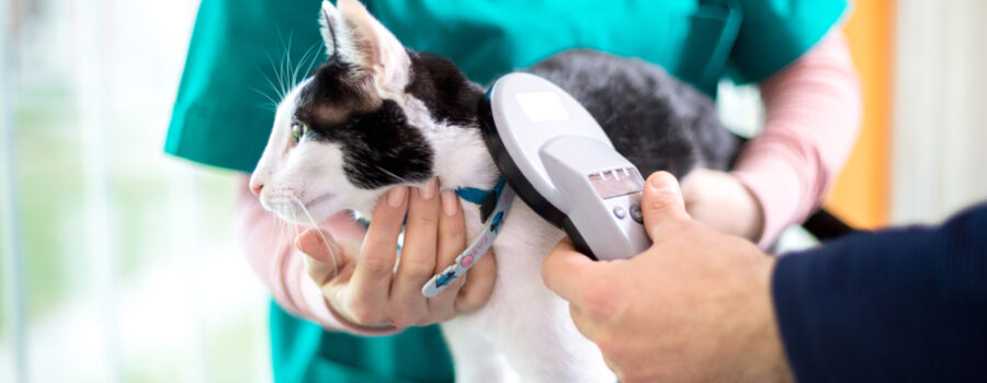 A cat being examined by a vet with a stethoscope.